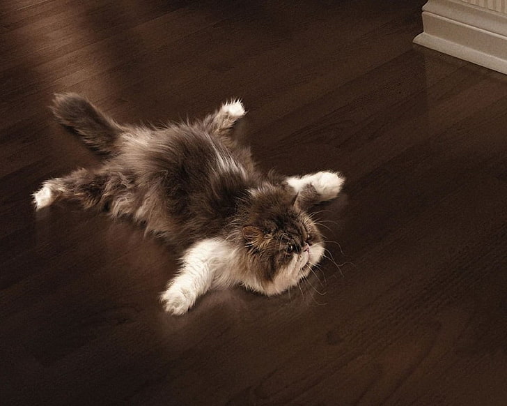 قطط أرضية مستلقية قطط أرضية خشبية 1280x1024 حيوانات قطط HD Art، cats، floor، خلفية HD