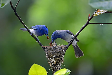 Nest Birds, rama, soltar, polluelos, nidos, pájaros, Fondo de pantalla HD HD wallpaper