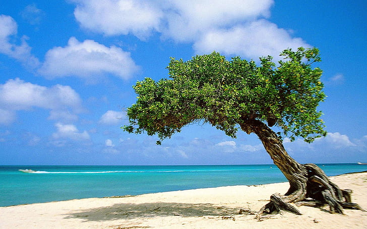 Plage bel arbre divi-divi sur la plage à aruba Nature Plages HD Art, plage, belle, Fond d'écran HD