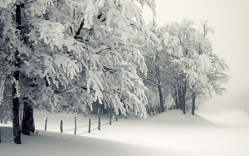 snötäckta träd och staket, årstider, landskap, snö, vinter, staket, träd, dimma, HD tapet HD wallpaper