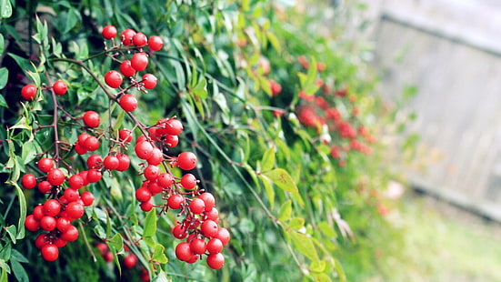 rote und grüne Blattanlage, Natur, Makro, Beeren, Pflanzen, Schärfentiefe, HD-Hintergrundbild HD wallpaper