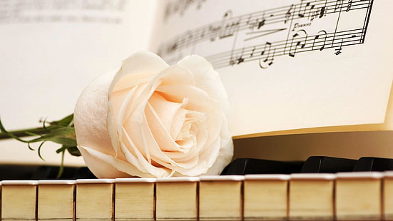 роза, цвете, пъпка, ноти, клавиши, музика, пиано, HD тапет HD wallpaper