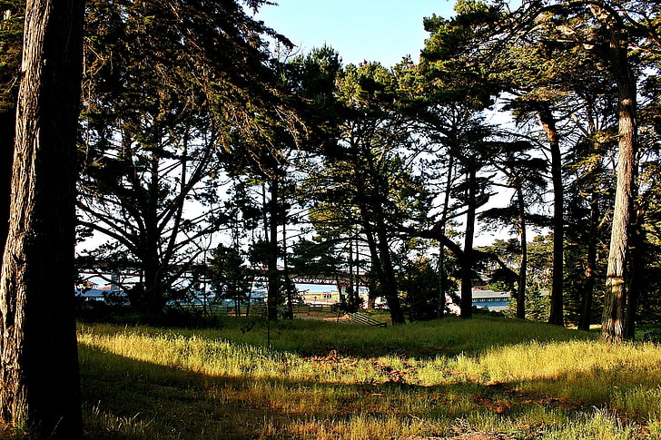 nature, landscape, forest, USA, San Francisco Bay, San Francisco, HD wallpaper