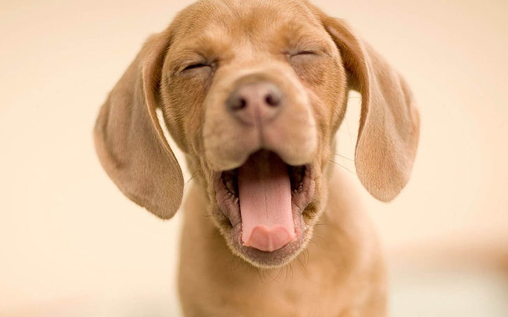 dogs funny puppies yawn 1680x1050  Animals Dogs HD Art , funny, dogs, HD wallpaper