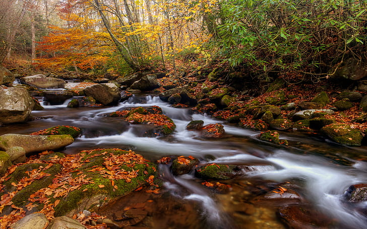 Le parc national des Great Smoky Mountains est la rivière Oconaluftee des Amériques à la fin de l'automne fond d'écran Hd 2560 × 1600, Fond d'écran HD