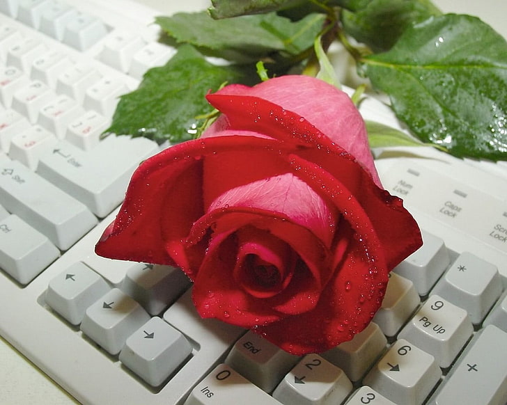 red rose, rose, flower, drop, freshness, keyboard, HD wallpaper