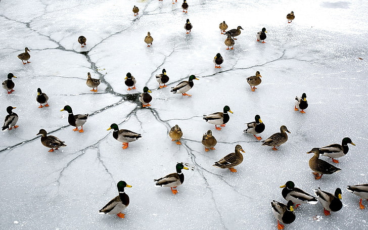 природа, лед, животни, птици, патица, езеро, замръзнало езеро, HD тапет