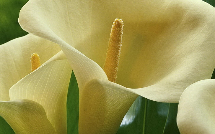 신선한 칼라 백합 꽃 식물 사진 배경 화면 0 .., HD 배경 화면