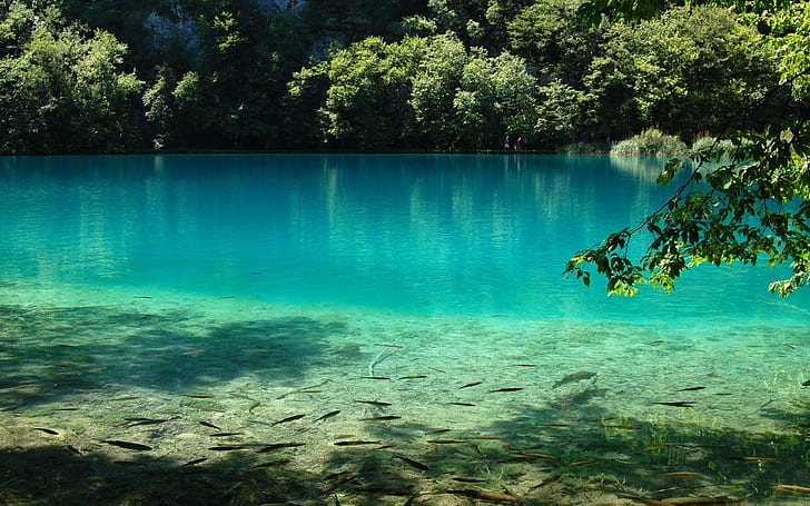 Plitvice Gölleri Milli Parkı, doğa, su, ağaçlar, fotoğraf, göl, gölet, HD masaüstü duvar kağıdı
