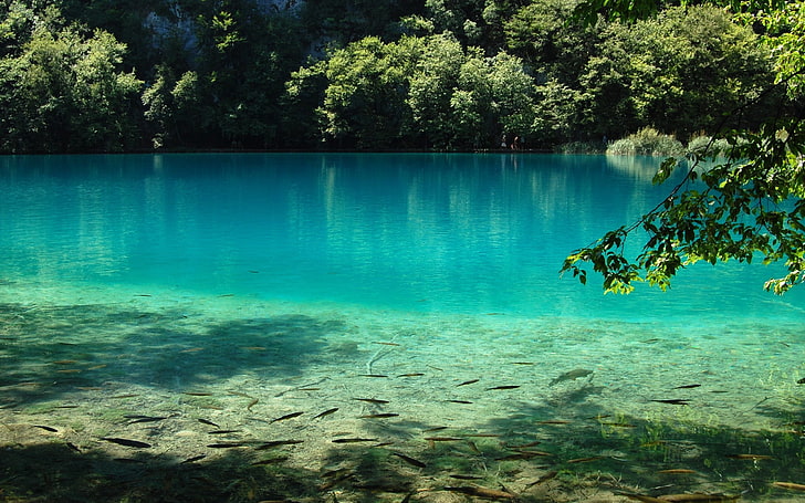 banc de poissons, eau, étang, lac, photographie, nature, arbres, parc national des lacs de Plitvice, Fond d'écran HD