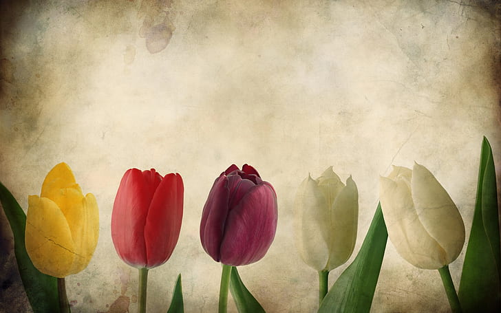 Coloridos tulipanes, textura, flores, papel, Colorido, tulipanes, textura, flores, papel, Fondo de pantalla HD