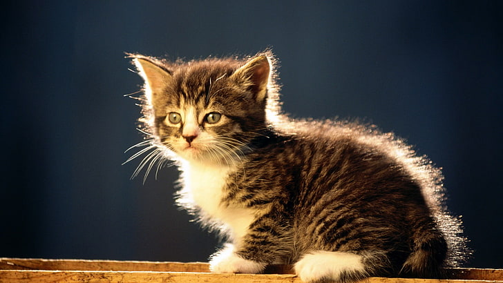 kucing kucing coklat, anak kucing, bayi hewan, hewan, kucing, Wallpaper HD