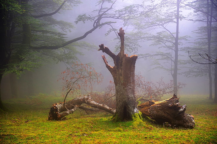 brown tree trunk, forest, fog, haze, summer, august, HD wallpaper