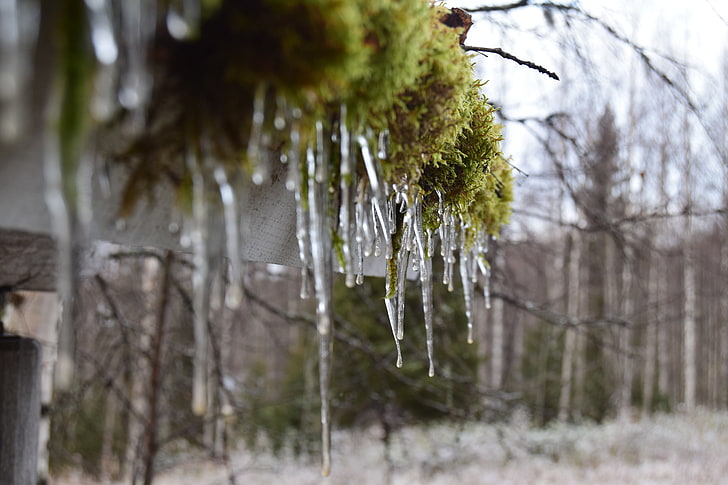 winter, ice, moss, icicle, HD wallpaper