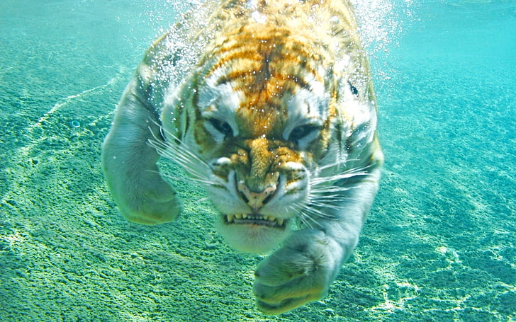 brown tiger, tiger, animals, underwater, nature, turquoise, bubbles, big cats, HD wallpaper