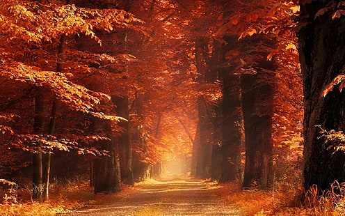 شجرة القيقب ، الطبيعة ، المناظر الطبيعية ، أشعة الشمس ، الضباب ، الطريق الترابي ، العشب الجاف ، الغابة ، الخريف ، الصباح ، ضوء الشمس ، الأشجار ، العنبر ، الأوراق ، المسار، خلفية HD HD wallpaper