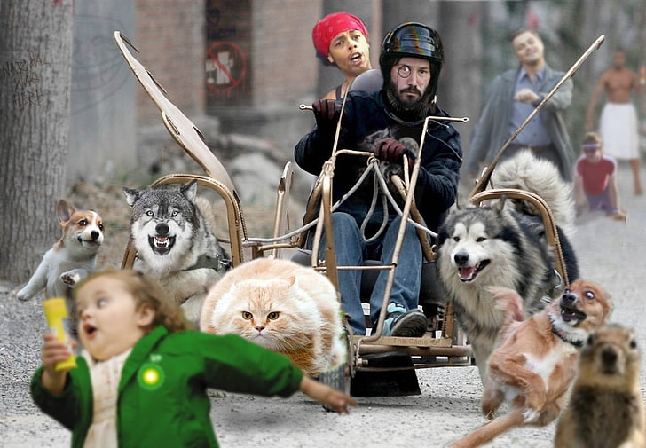 Frauen 4chan Katzen Hunde Männer lustige Meme Keanu Reeves Eckzahn 1200x833 Tiere Katzen HD Art, 4chan, Frauen, HD-Hintergrundbild