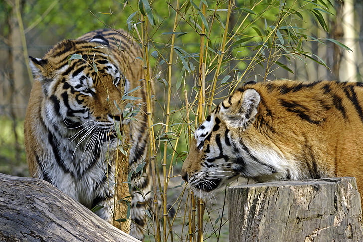 kucing, harimau, semak, tunggul, bambu, pasangan, profil, Amur, Wallpaper HD