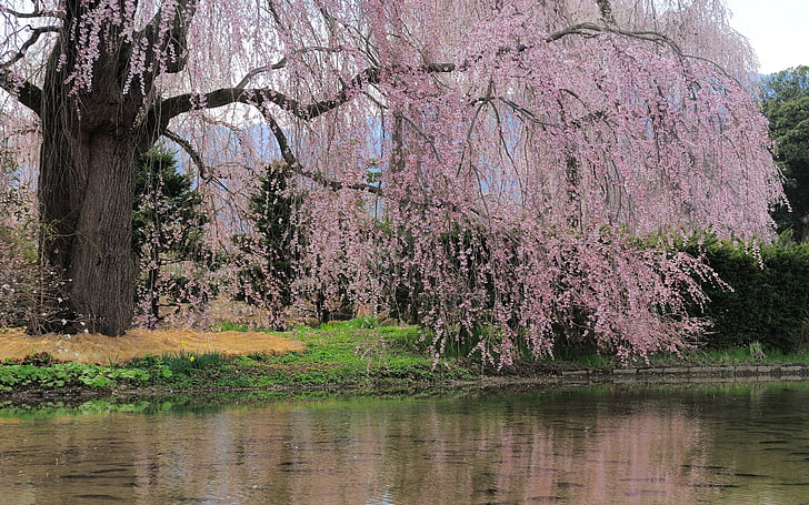 pink leafed treer, river, flowers, trees, branch, HD wallpaper