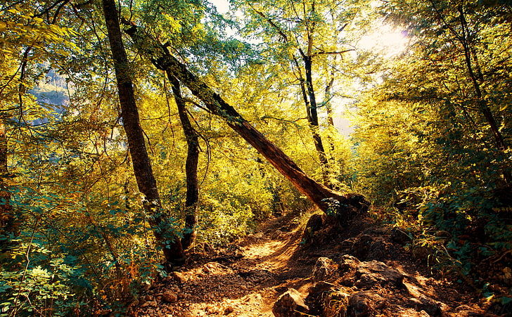 Armenian Beauty, Tavush, Hayk Photography, zielone drzewo liściaste, przyroda, lasy, jesień, słońce, słońce, drzewa, las, fotografia, lasy, na zewnątrz, jesień, piękno, ścieżka, armenia, tavush, Tapety HD