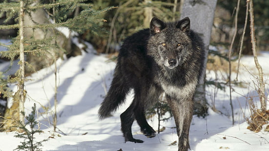 Lobo cinzento preto, lobo preto, espírito, mítico, preto, pacote, branco, citações, madeira, lobo solitário, neve, canis lupus, wallpa, HD papel de parede HD wallpaper