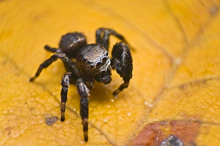 черен и сив Скачащ паяк на жълт лист на снимка отблизо, скачащ паяк, Скачащ паяк, черен и сив, жълт, лист, близък план, снимка, salticidae, mp, e 64, вълк паяк, Хелиофан, екстремен, макро, Великобритания, паяк, природа, насекомо, животно, паякообразно, близък план, дива природа, HD тапет