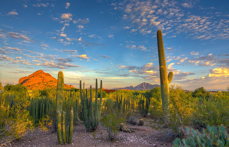 Cactus dans le désert, ciel, nuages, coucher de soleil, montagne, cactus, désert, Fond d'écran HD
