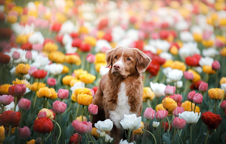 犬、ノバスコシアダックトーリングレトリーバー、犬、花、ペット、ピンクの花、赤い花、チューリップ、白い花、黄色い花、 HDデスクトップの壁紙