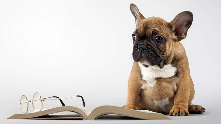 perro, raza de perro, bulldog, gordito, bulldog francés, libro, gafas, Fondo de pantalla HD