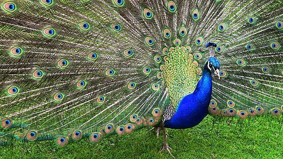 peafowl, bird, peacock, phasianidae, feather, beak, wildlife, indian peafowl, pavo cristatus, blue peafowl, galliformes, HD wallpaper HD wallpaper