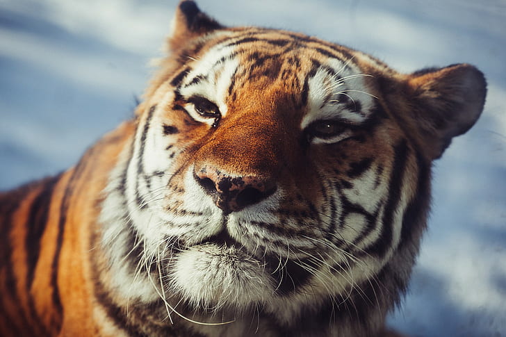 Gli occhi della tigre dell'Amur, La tigre dell'Amur, gli occhi, il gatto selvatico, il carnivoro, il muso, Sfondo HD
