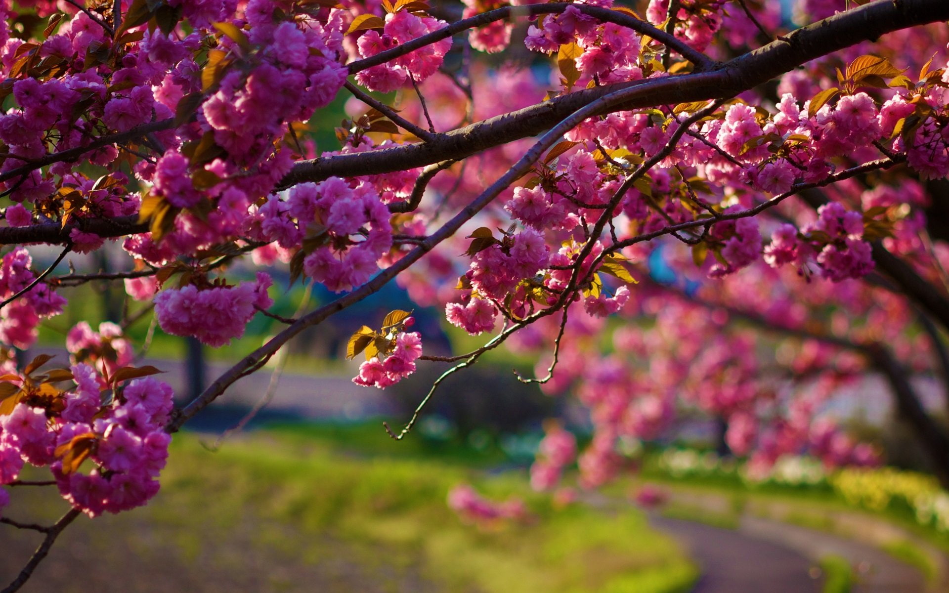1920x1200 Px Depth Of Field Flowers Nature Pink Trees Anime Galaxy
