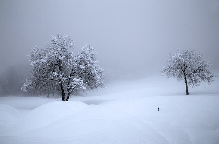 winter, snow, nature, Switzerland, trees, paysage, HD wallpaper
