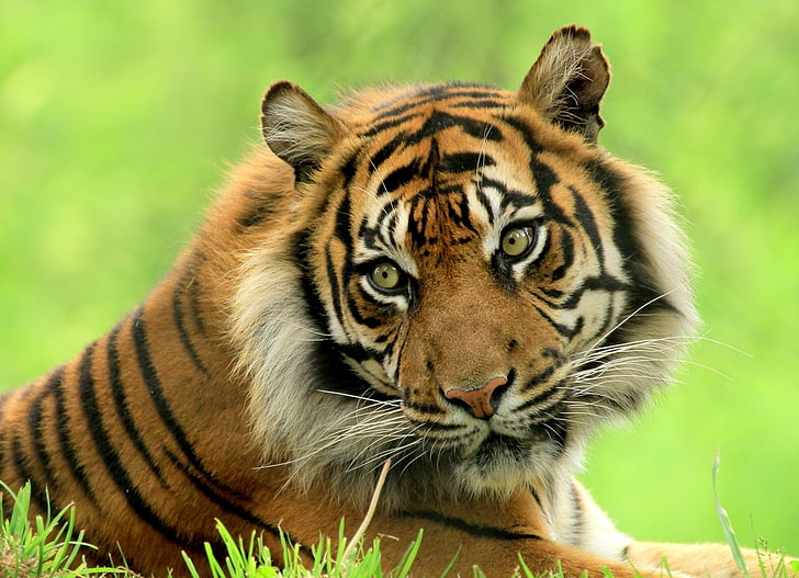 Tiger, liegend, große Katzen, Raubtier, Blick, Tier, HD-Hintergrundbild