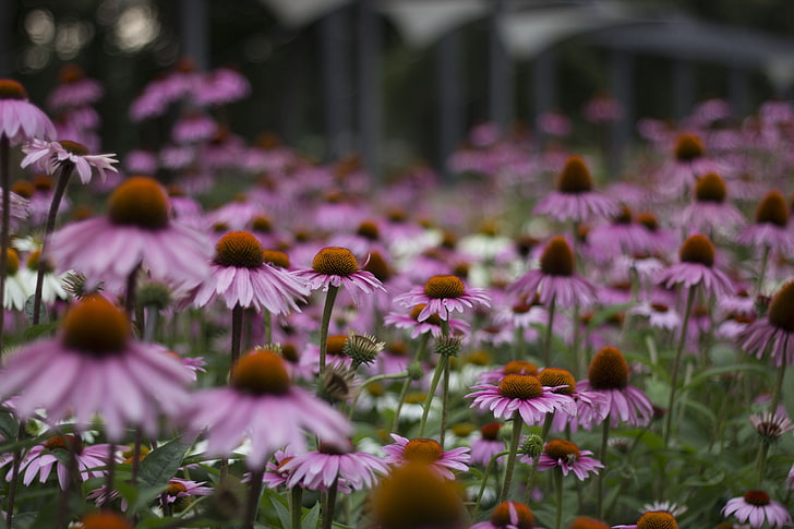 pinke Blumen, HD-Hintergrundbild