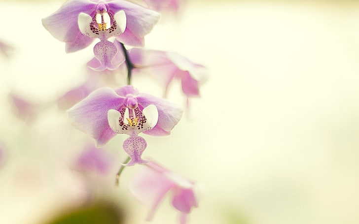 rosa und weiße Mottenorchidee, Orchidee, Niederlassung, Pflanze, Blume, HD-Hintergrundbild