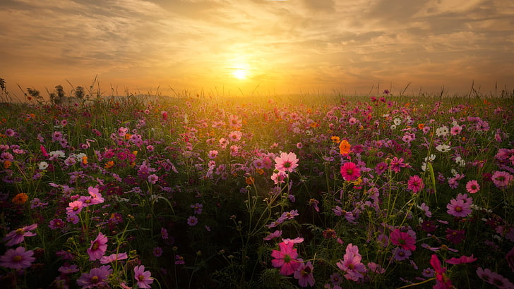 blossom, bloom, wild flowers, flower field, floral, field, sunset, sky, HD wallpaper