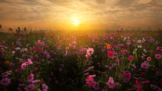blomma, blomma, vilda blommor, blomma fält, blommiga, fält, solnedgång, himmel, HD tapet HD wallpaper