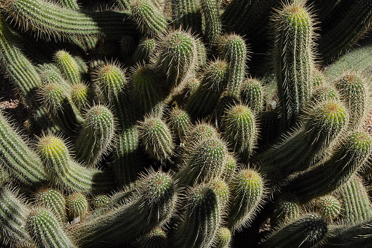 green cacti, cactus, plants, spines, HD wallpaper