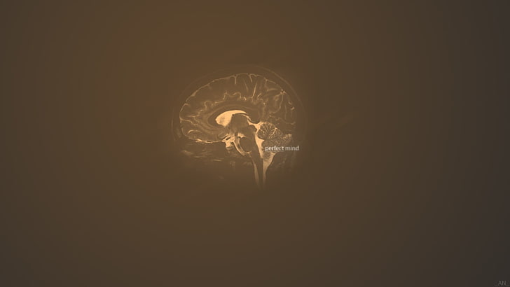 human brain wallpaper, simple background, brain, HD wallpaper