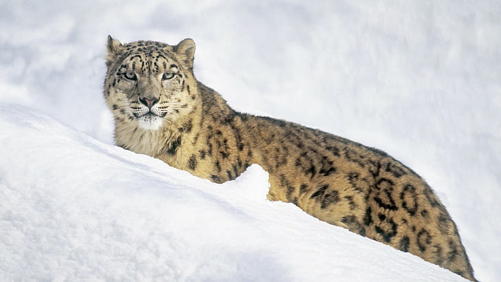 Snow Leopard Leopard Snow HD, животни, сняг, леопард, HD тапет