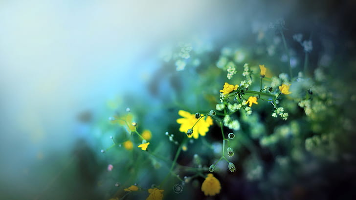 Цветы Macro Blur HD, природа, макро, цветы, размытие, HD обои