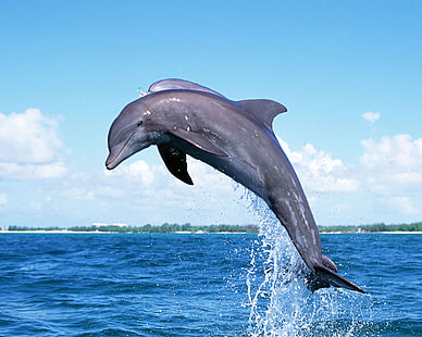 1280x1024, animal, delfín, delfines, océano, Fondo de pantalla HD HD wallpaper