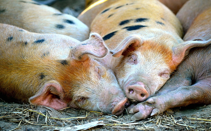 cztery brązowo-czarne świnie, świnie, leżą, śpią, Tapety HD