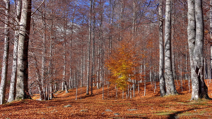 brązowe drzewo liściaste, jesień, drzewa, opadanie liści, październik, pnie, indyjskie lato, Tapety HD