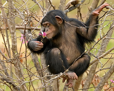 simios, animales, chimpancés, árboles, Fondo de pantalla HD HD wallpaper