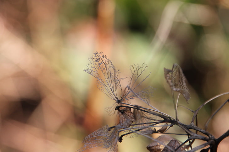 rama marrón, rama, seco, otoño, hojas, Fondo de pantalla HD