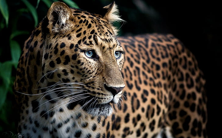 Доблесть, леопард, леопард, гладкий, мощный, красивый, животные, HD обои