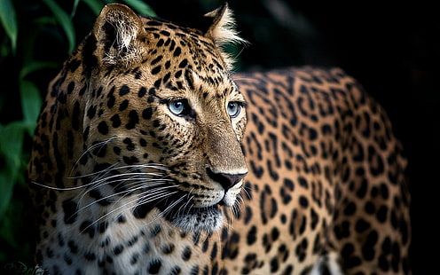 Tapferkeit, Leopardentier, Leopard, schlank, kraftvoll, schön, Tiere, HD-Hintergrundbild HD wallpaper