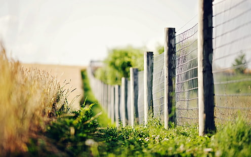 greens, grass, macro, flowers, background, widescreen, the fence, blur, fence, spikelets, ears, bokeh, full screen, s, fullscreen, HD wallpaper HD wallpaper